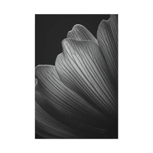 Sculpted Daffodil Bloom Study Wall Art & Canvas Prints