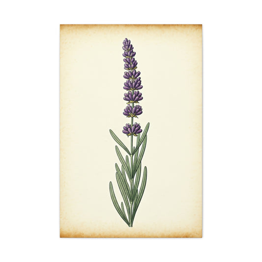 Lavender Stem Illustration Wall Art & Canvas Prints