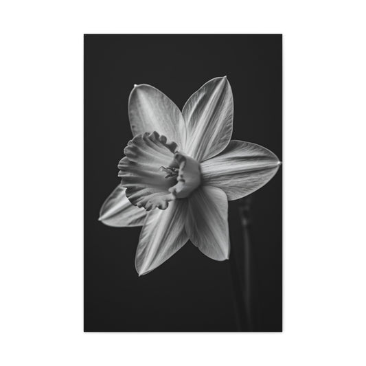 Monochrome Daffodil Grace Wall Art & Canvas Prints