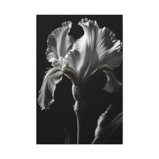 Elegant Iris in Shadowed Light Wall Art & Canvas Prints