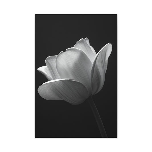 Orchid Symmetry in Black & White Wall Art & Canvas Prints