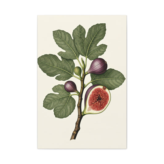 Fig Branch Illustration Wall Art & Canvas Prints