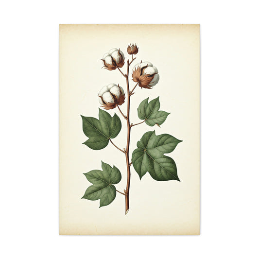 Cotton Plant Illustration Wall Art & Canvas Prints