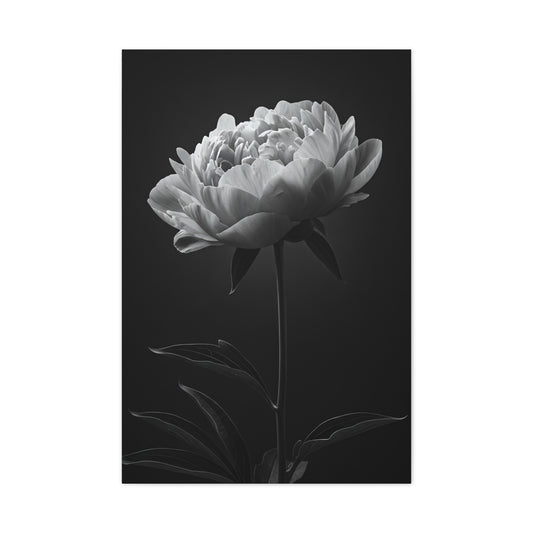 Peony Elegance in Monochrome Wall Art & Canvas Prints
