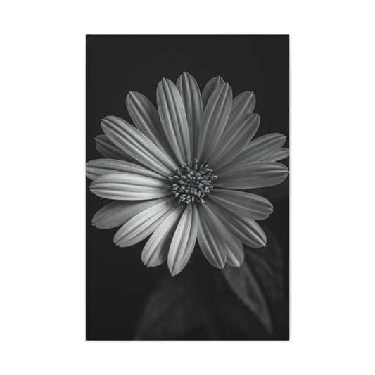 Radiant Daisy in Shadow Wall Art & Canvas Prints