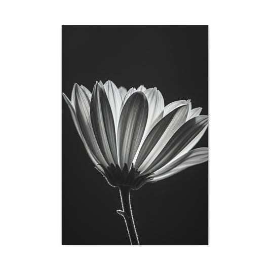 Classic Gerbera Bloom in Shadow Wall Art & Canvas Prints