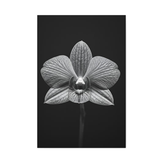 Orchid Serenity Study Wall Art & Canvas Prints