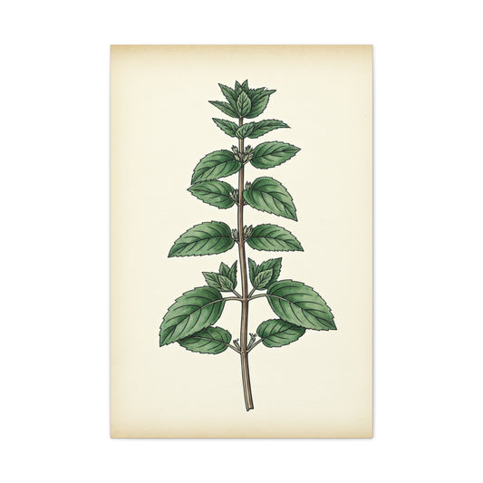Mint Plant Herbal Illustration Wall Art & Canvas Prints