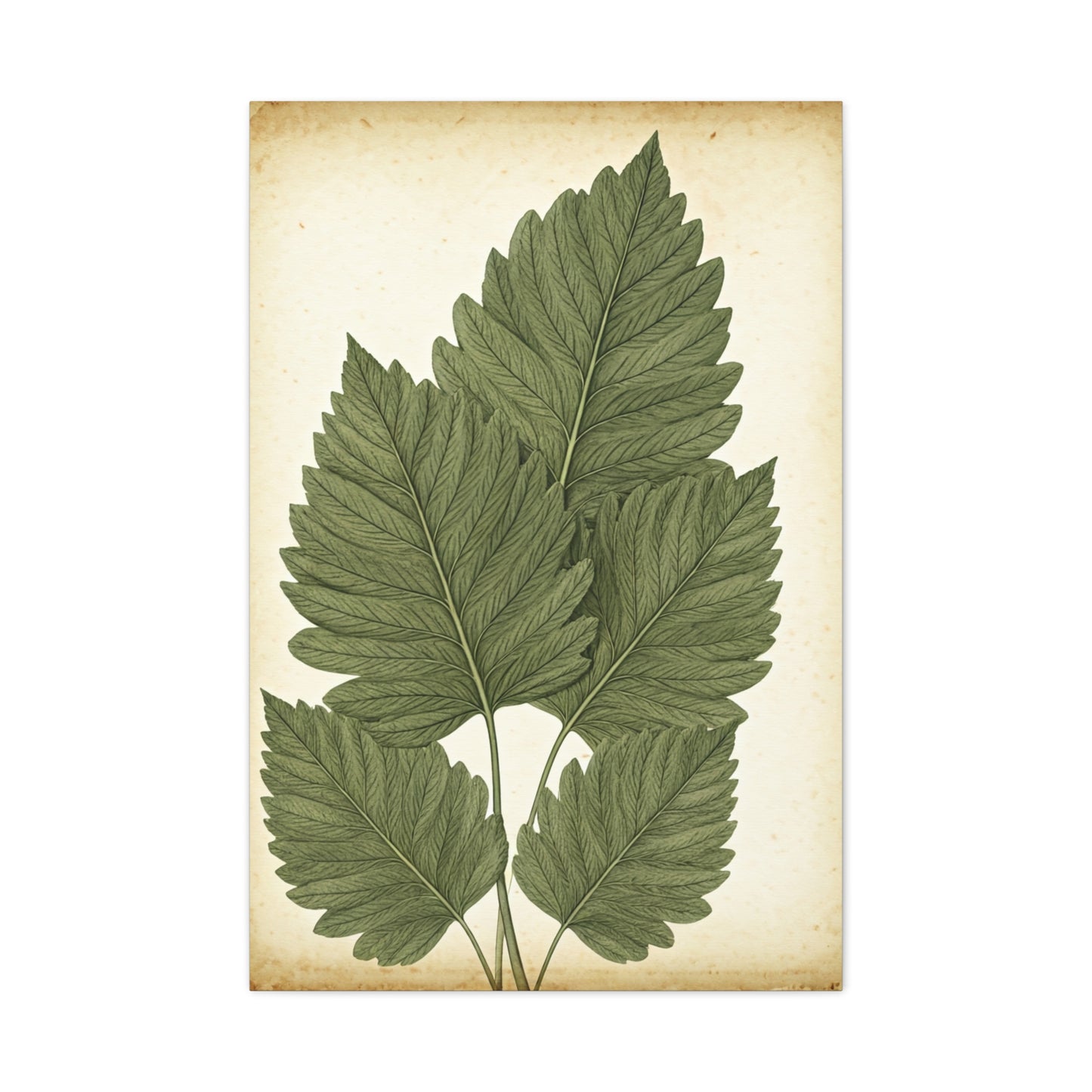 Vintage Leaf Study Illustration Wall Art & Canvas Prints