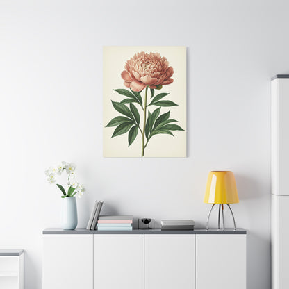 Peony Flower Study Wall Art & Canvas Prints