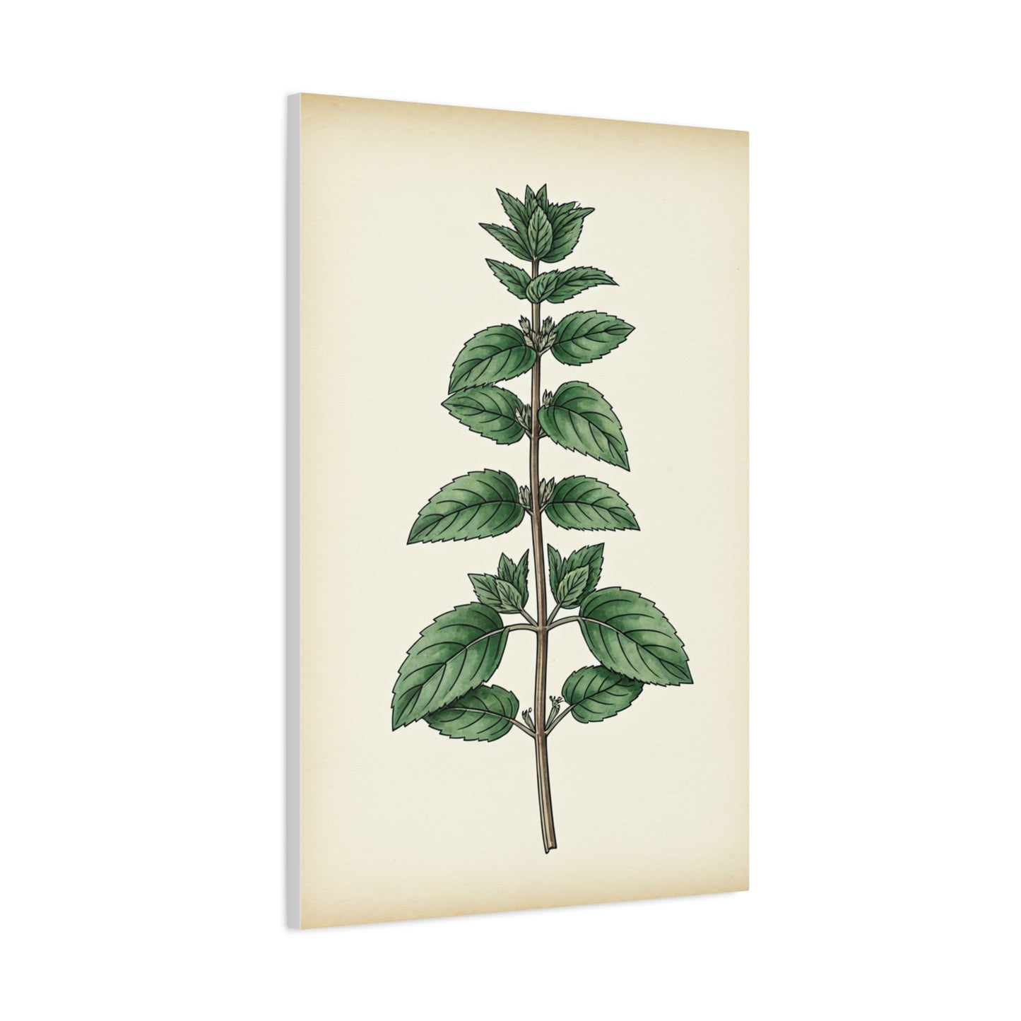Mint Plant Herbal Illustration Wall Art & Canvas Prints