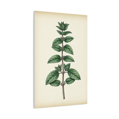 Mint Plant Herbal Illustration Wall Art & Canvas Prints