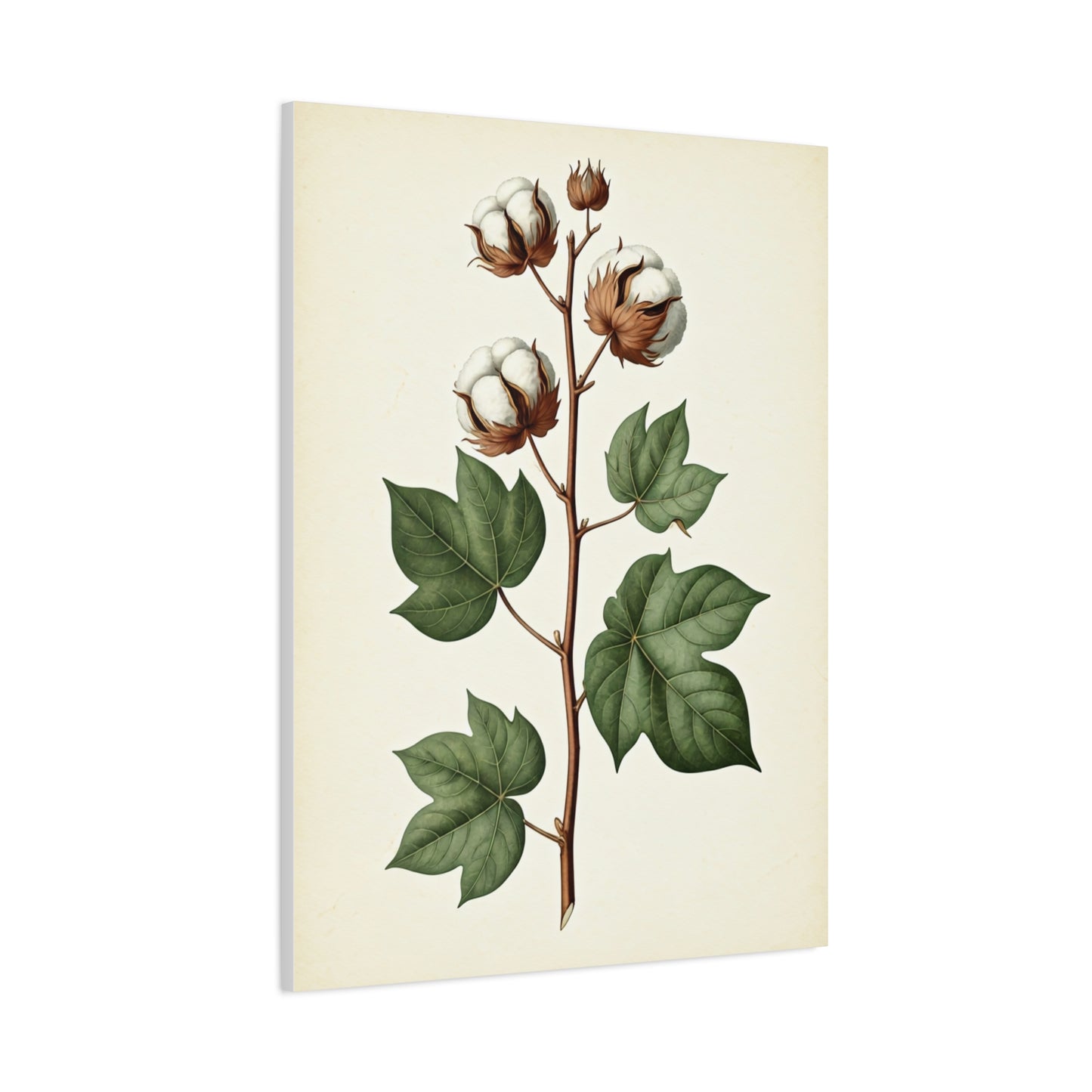Cotton Plant Illustration Wall Art & Canvas Prints
