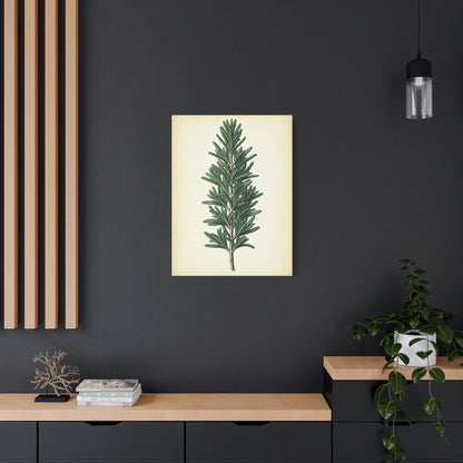 Rosemary Herb Vintage Study Wall Art & Canvas Prints