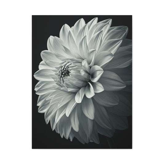 Silver Dahlia Blossom Wall Art & Canvas Prints