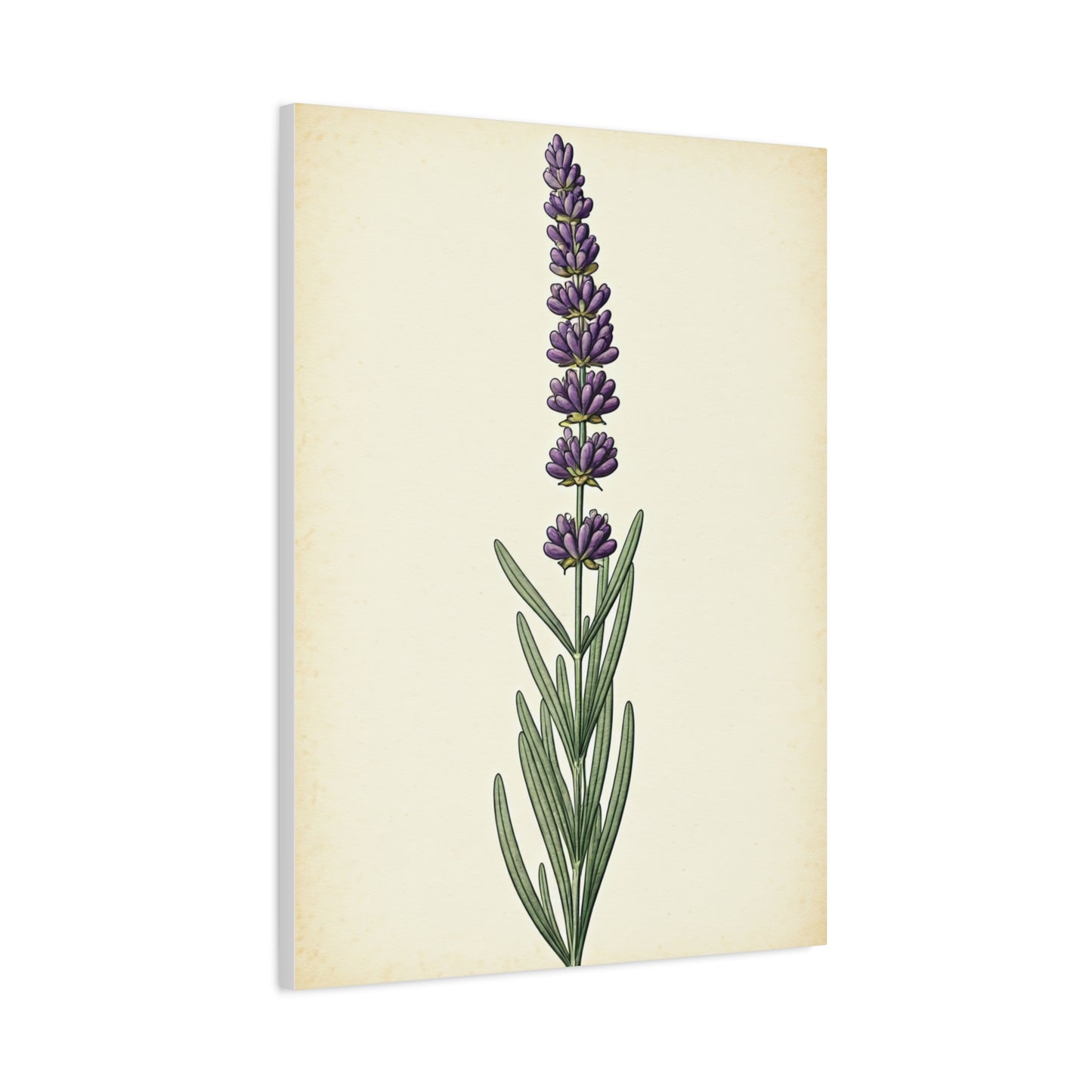Lavender Stem Illustration Wall Art & Canvas Prints
