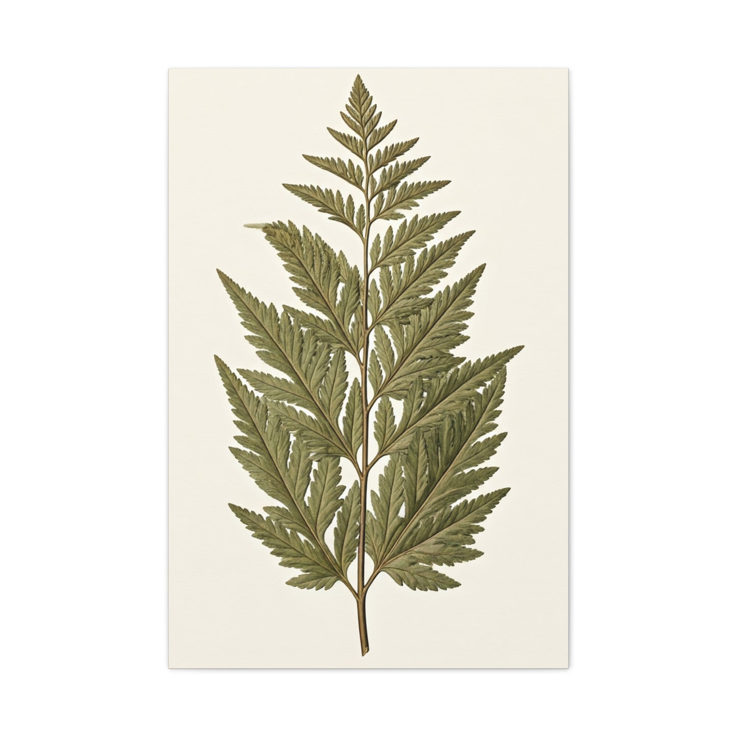 Classic Fern Illustration Wall Art & Canvas Prints