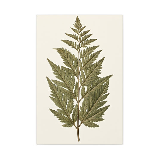 Classic Fern Illustration Wall Art & Canvas Prints