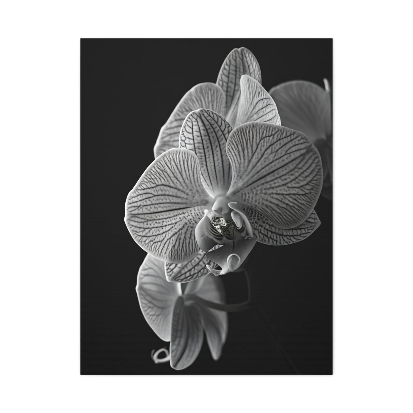 Elegant Orchid Portrait Monochrome Wall Art & Canvas Prints