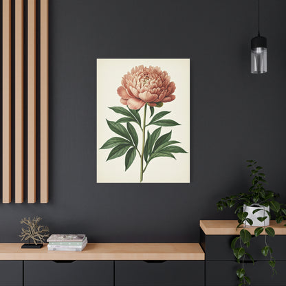 Peony Flower Study Wall Art & Canvas Prints