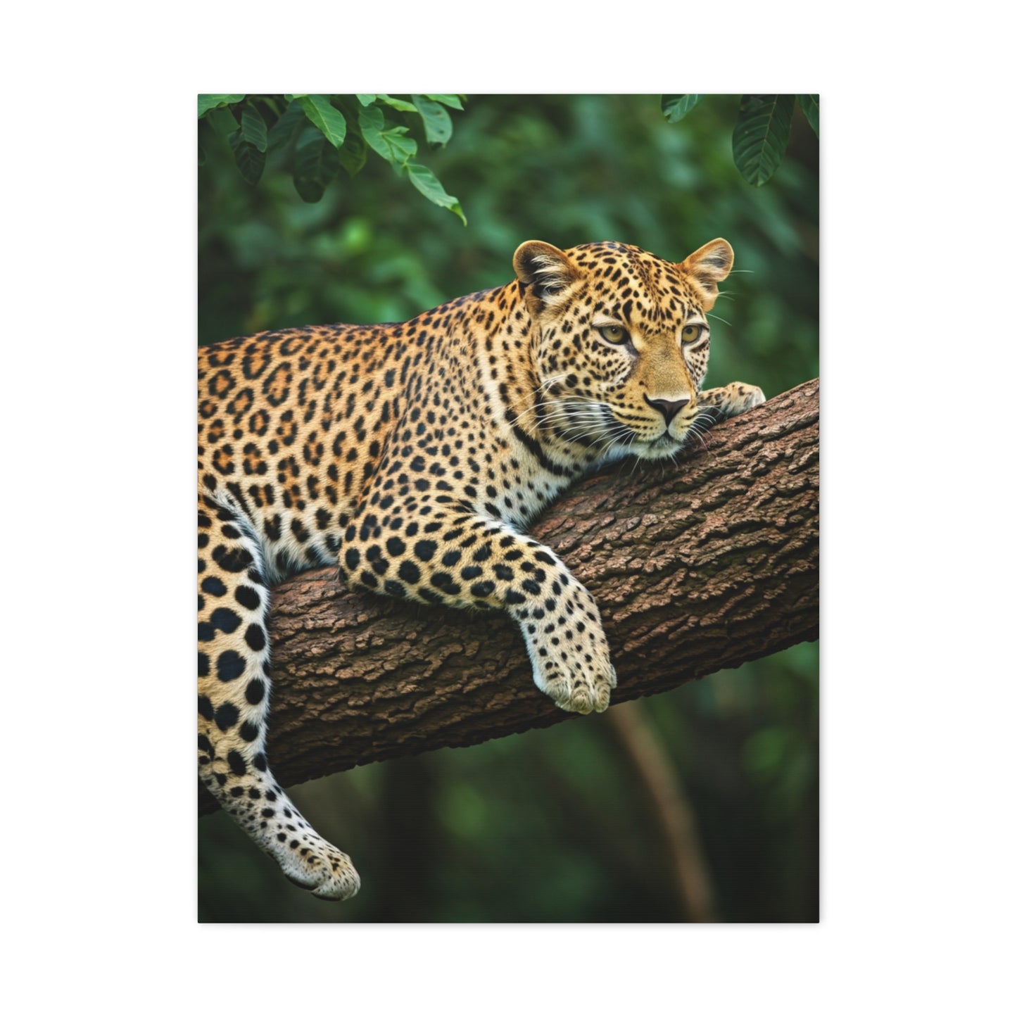 Leopard Resting in Jungle Canopy Wall Art & Canvas Prints