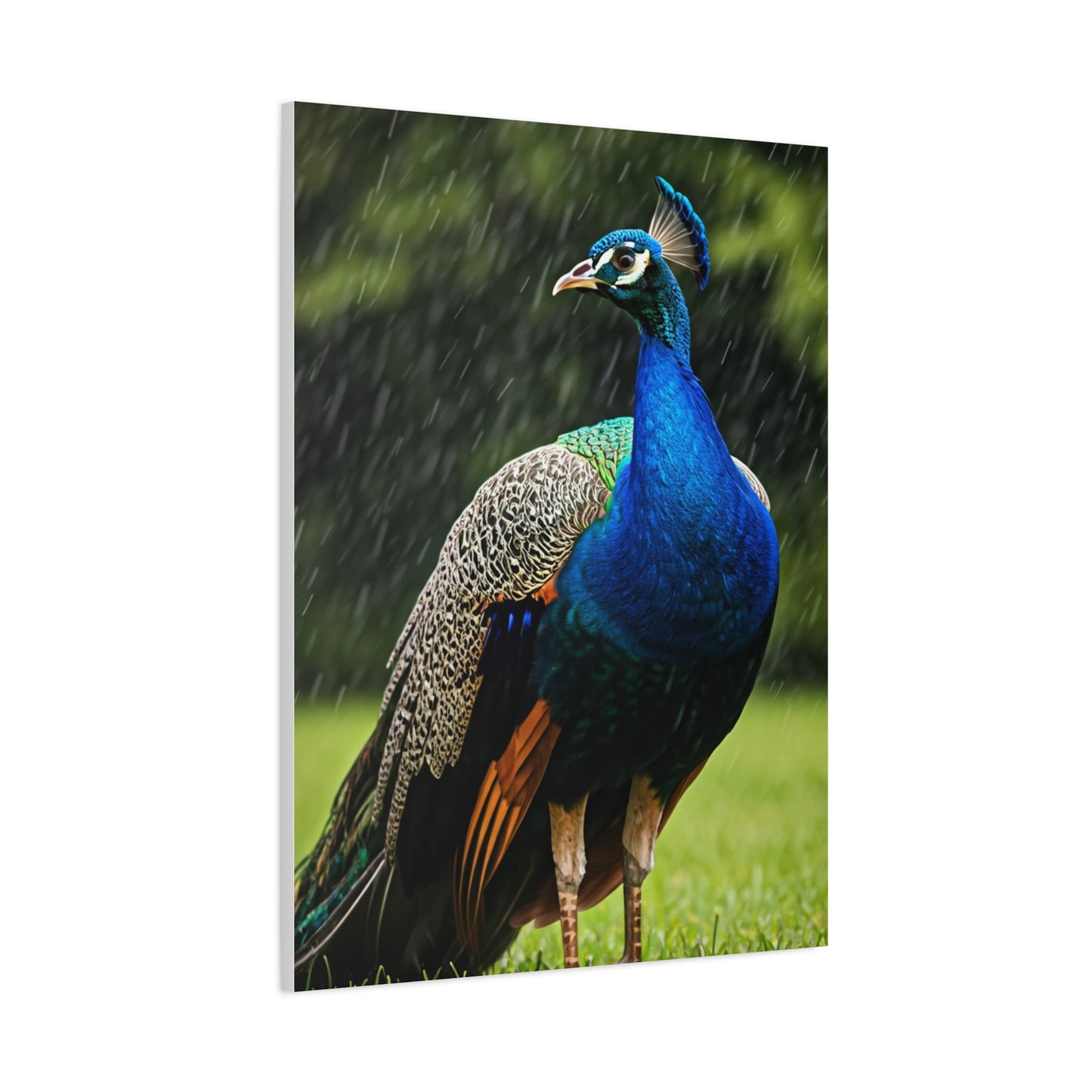 Majestic Peacock in the Rain Wall Art & Canvas Prints