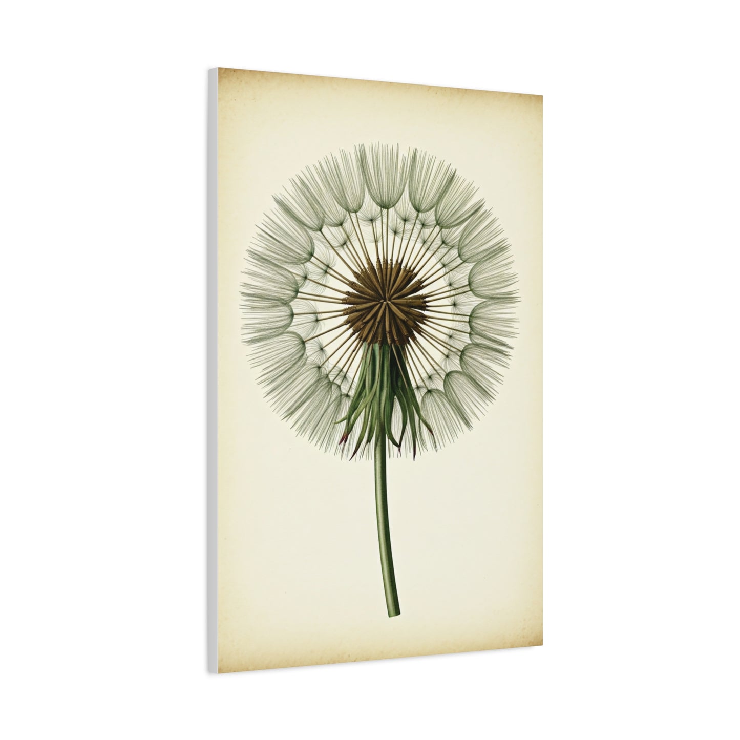 Dandelion Seed Head Illustration Wall Art & Canvas Prints