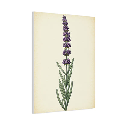 Lavender Stem Illustration Wall Art & Canvas Prints