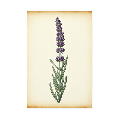 Lavender Stem Illustration Wall Art & Canvas Prints