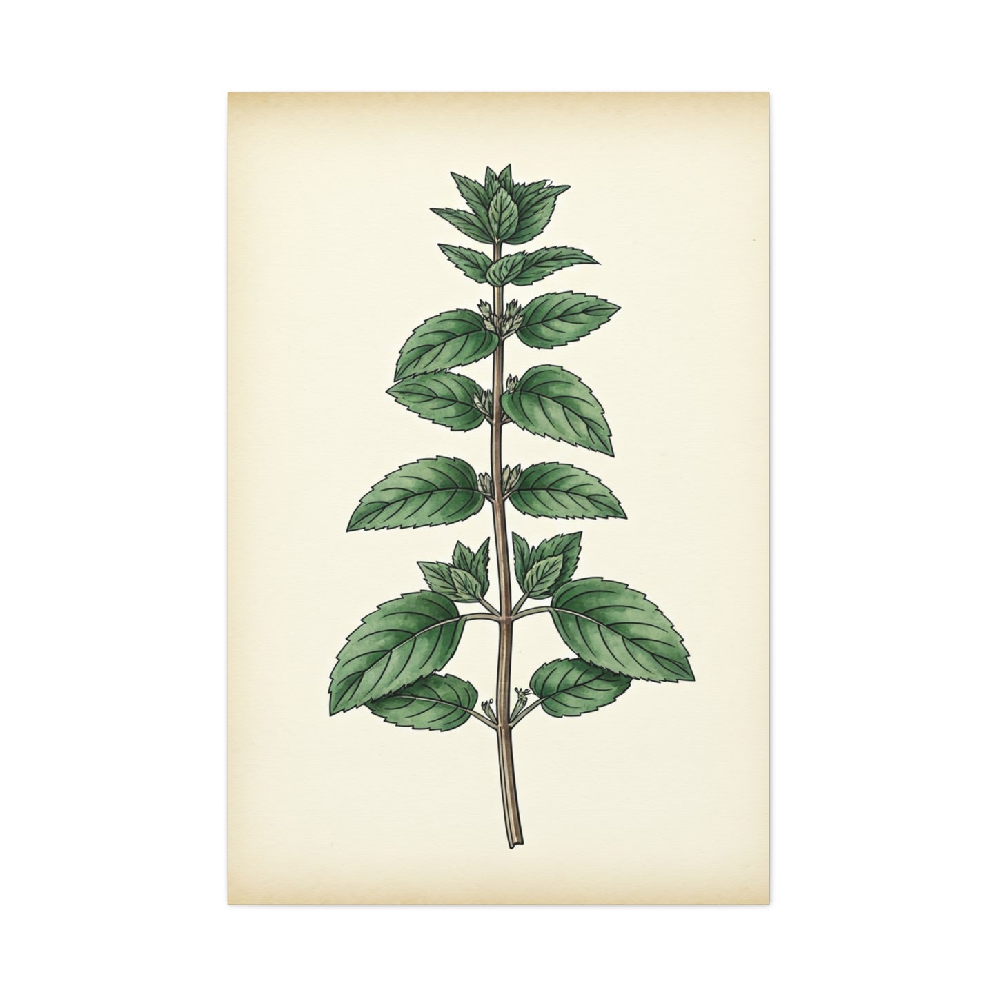Mint Plant Herbal Illustration Wall Art & Canvas Prints