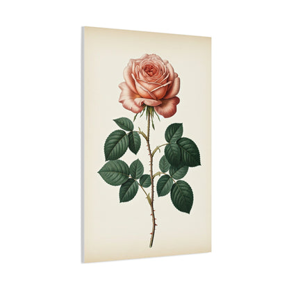 Vintage Rose Illustration Wall Art & Canvas Prints