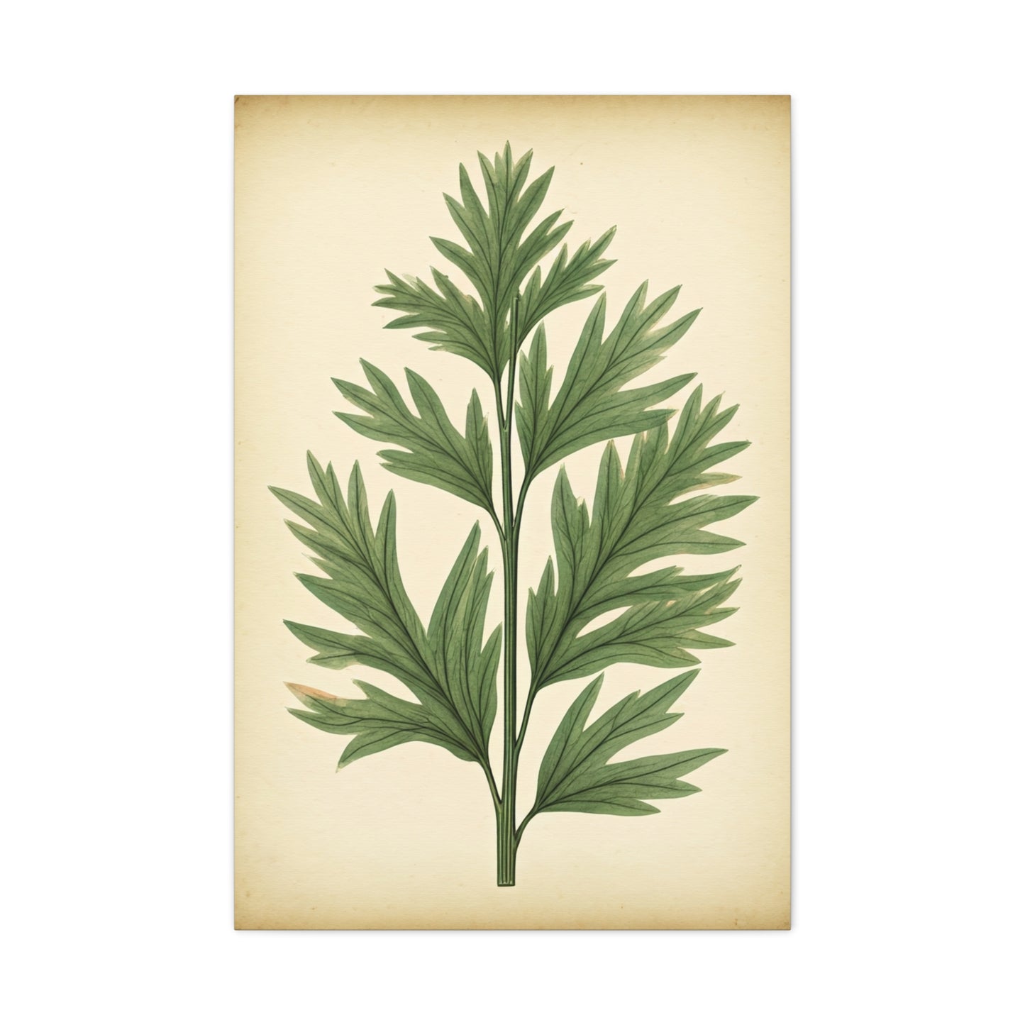 Botanical Herb Study Vintage Wall Art & Canvas Prints