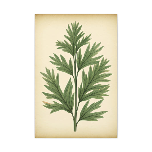 Botanical Herb Study Vintage Wall Art & Canvas Prints