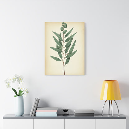 Eucalyptus Branch Illustration Wall Art & Canvas Prints