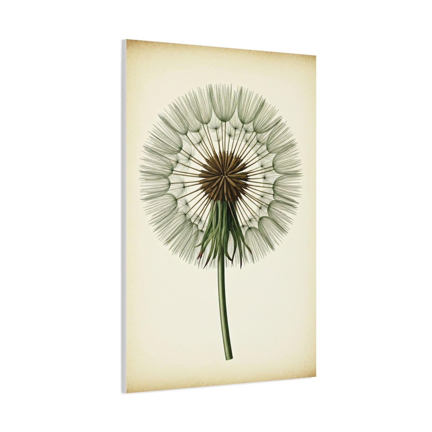 Dandelion Seed Head Illustration Wall Art & Canvas Prints