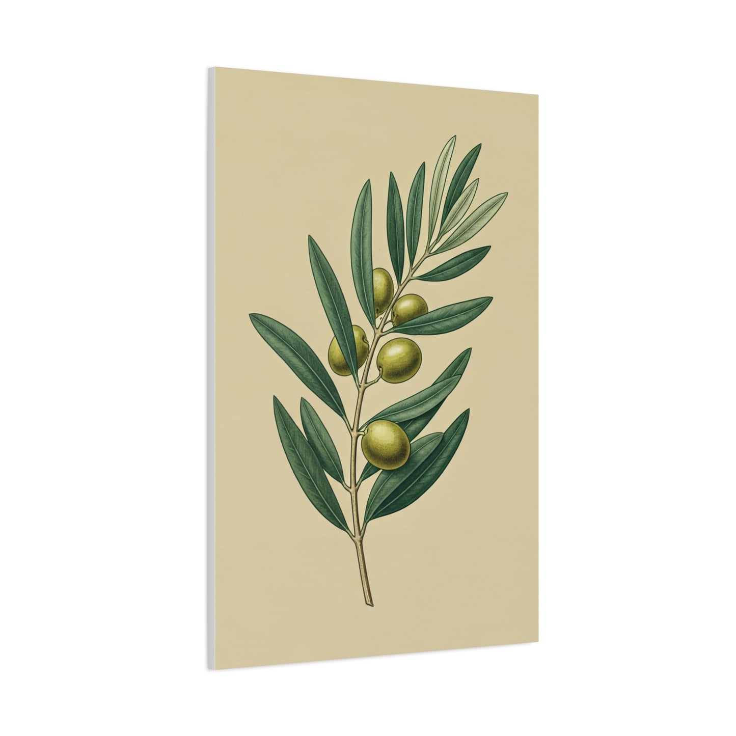 Olive Branch Study Wall Art & Canvas Prints
