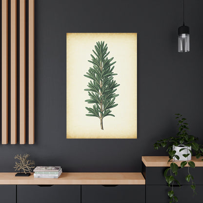 Rosemary Herb Vintage Study Wall Art & Canvas Prints