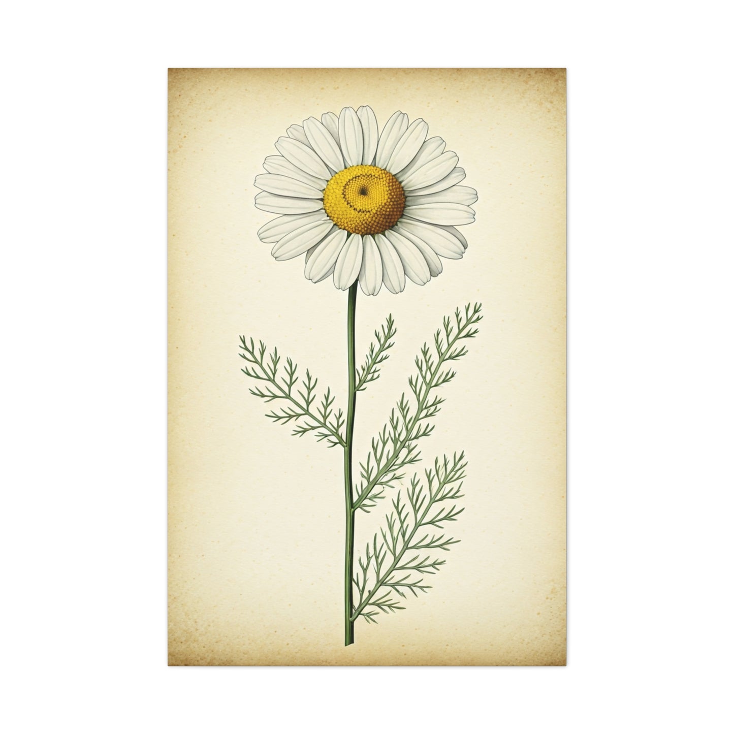 Chamomile Flower Herbal Illustration Wall Art & Canvas Prints