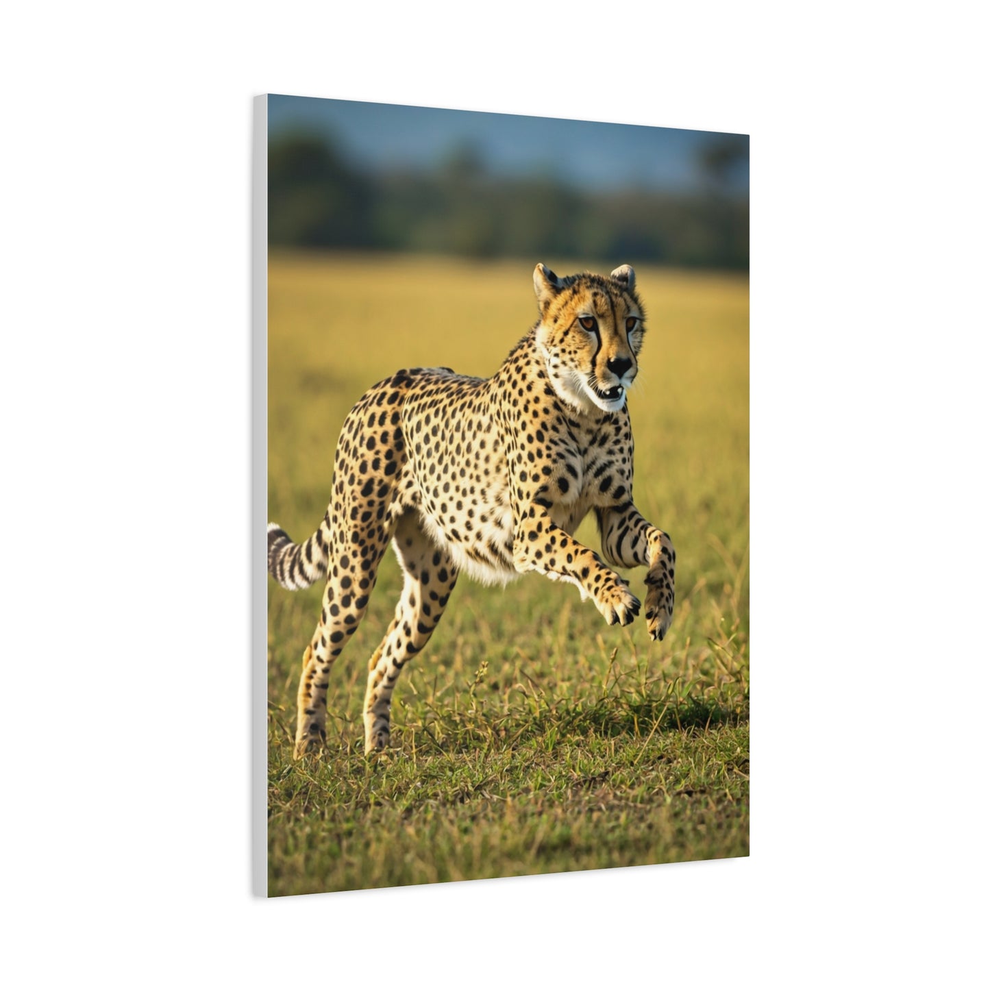 African Sunset Baobab Trail Wall Art & Canvas Prints