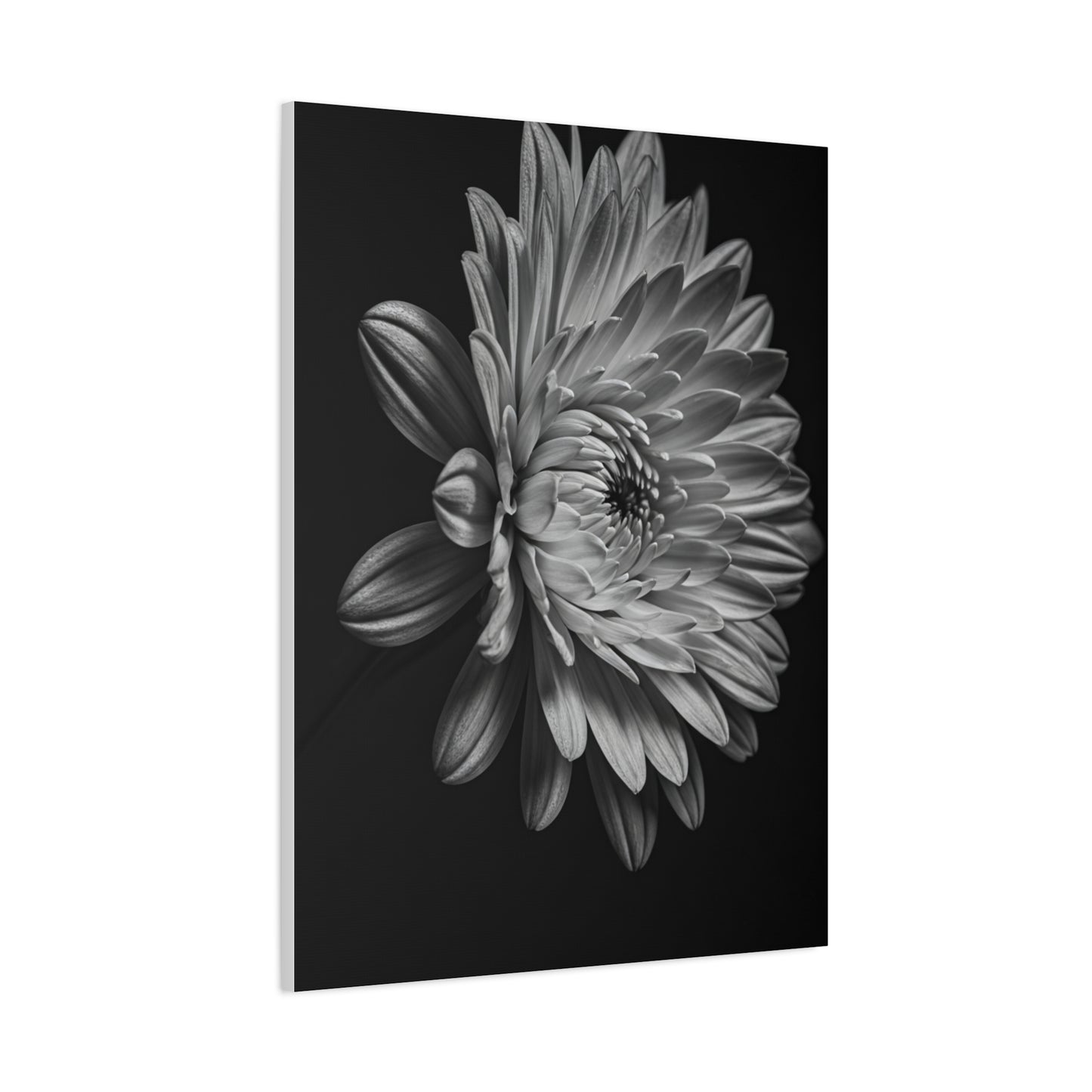 Side Profile Dahlia Bloom Wall Art & Canvas Prints