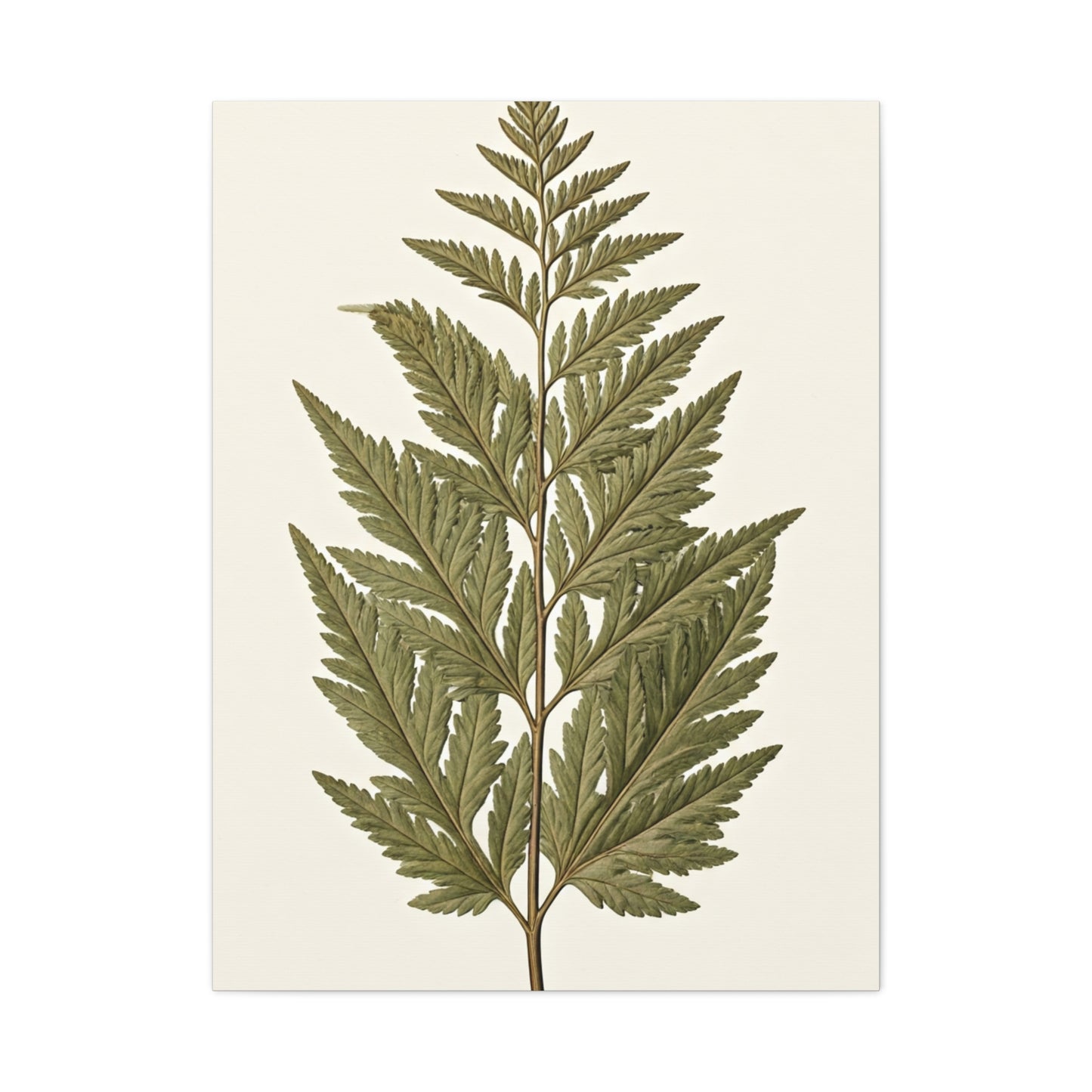 Classic Fern Illustration Wall Art & Canvas Prints