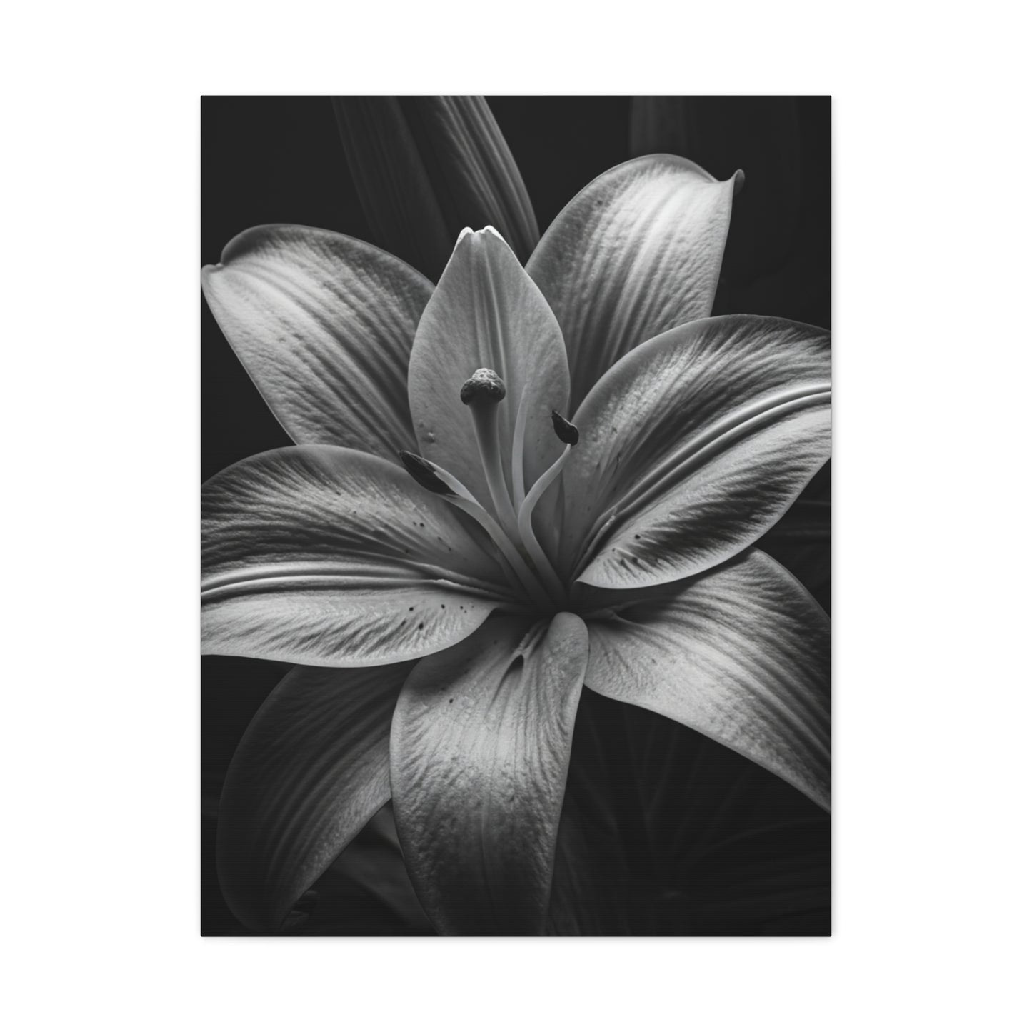 Monochrome Lily Bloom Wall Art & Canvas Prints