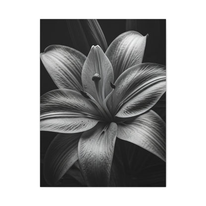 Monochrome Lily Bloom Wall Art & Canvas Prints