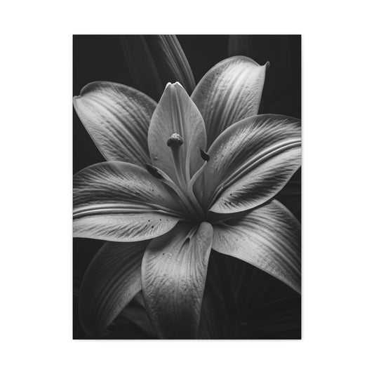 Monochrome Lily Bloom Wall Art & Canvas Prints