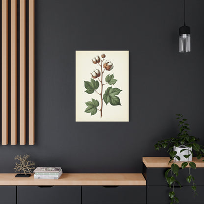 Cotton Plant Illustration Wall Art & Canvas Prints