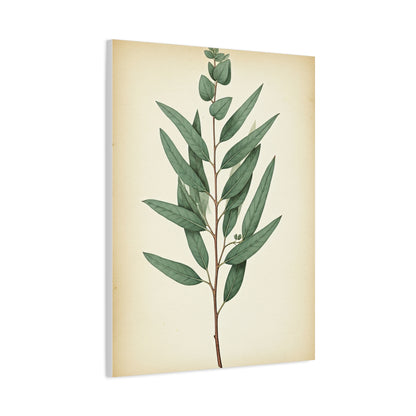 Eucalyptus Branch Illustration Wall Art & Canvas Prints