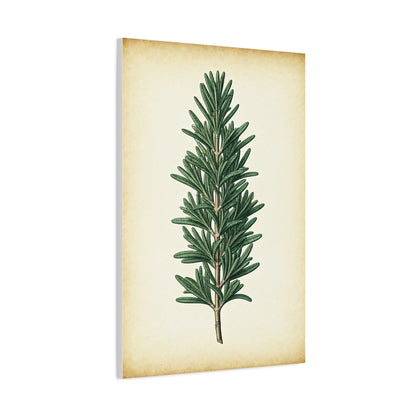 Rosemary Herb Vintage Study Wall Art & Canvas Prints