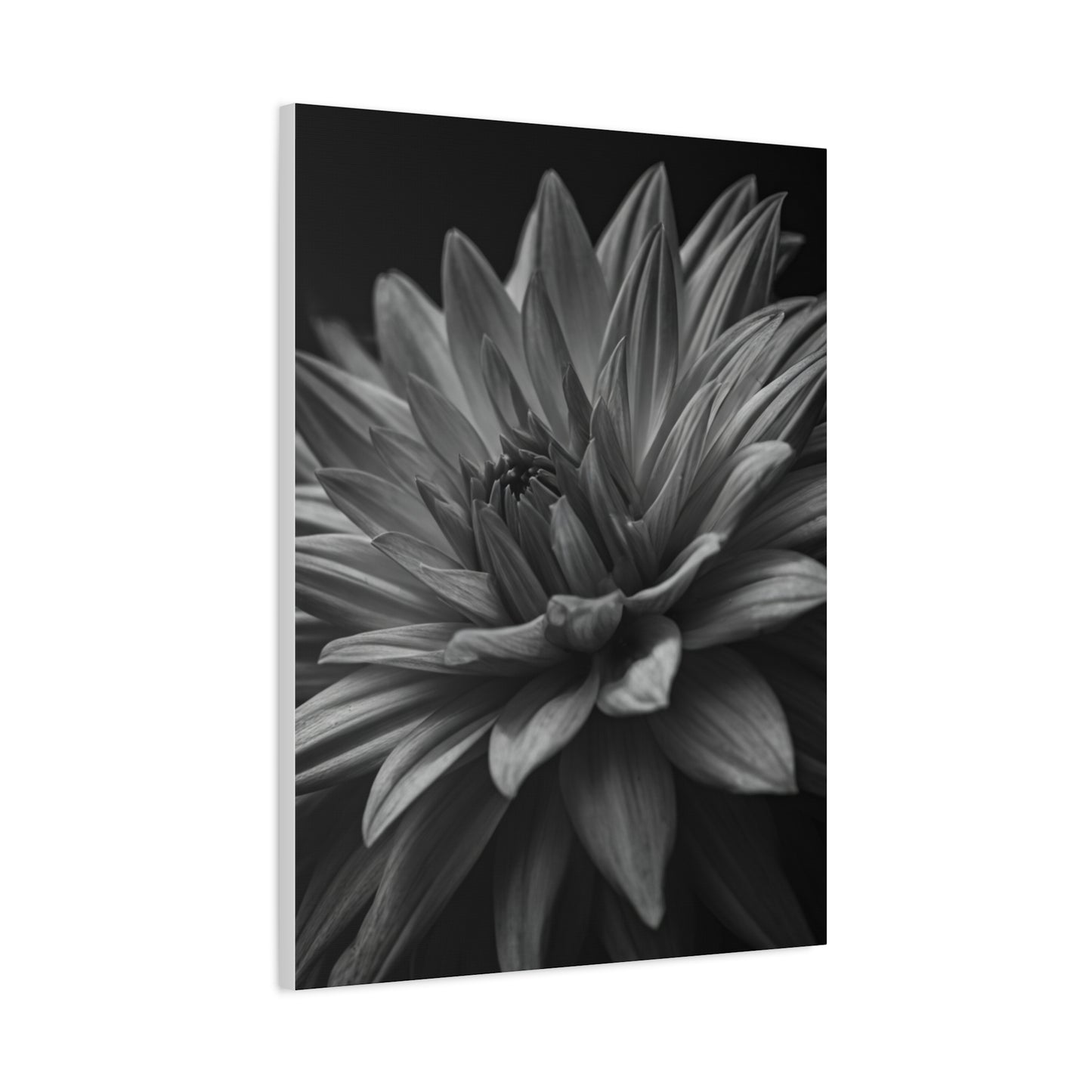 Monochrome Layered Dahlia Bloom Wall Art & Canvas Prints
