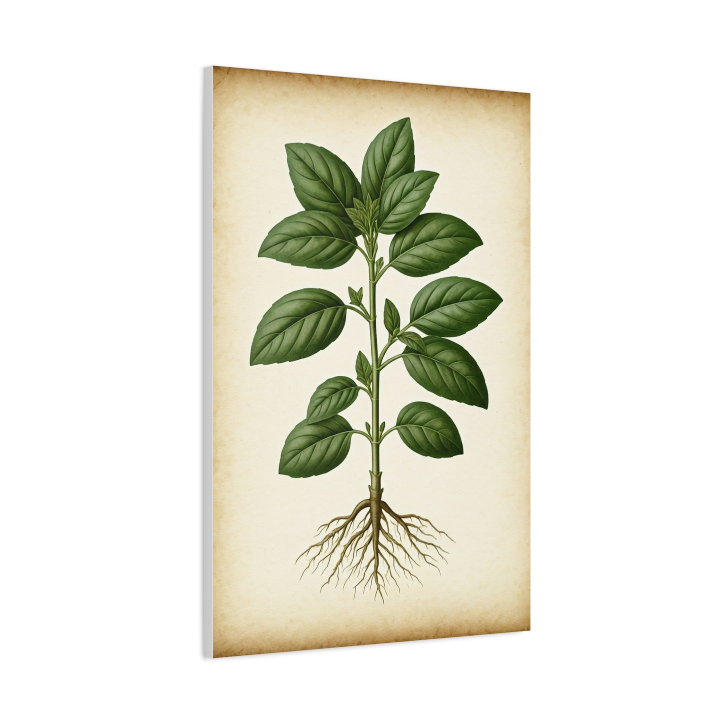 Basil Plant Herbal Illustration Wall Art & Canvas Prints
