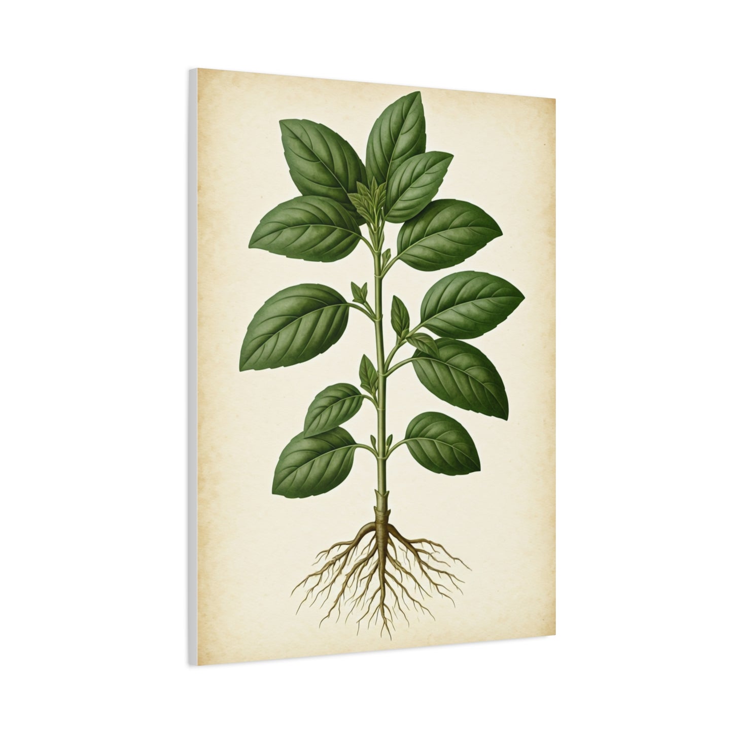 Basil Plant Herbal Illustration Wall Art & Canvas Prints